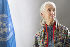 UN Messenger of Peace, Jane Goodall. Photo by United Nations Photo on Flickr Creative Commons.