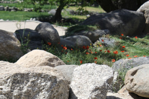 poppies