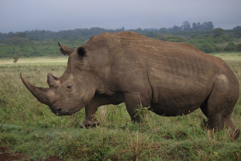 The Horn of Africa: Black Rhino conservation in Kenya and how it ...